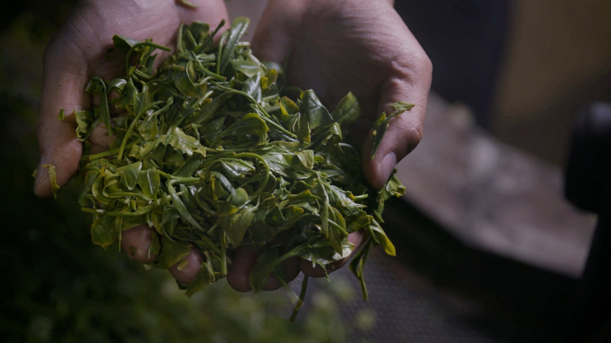 Understand Tea Freshness - Mohei Tea