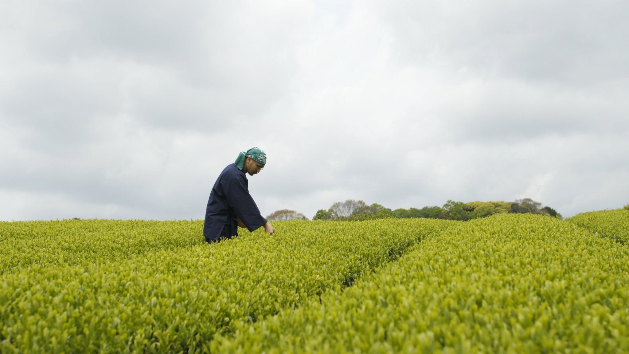 What is Shincha? - Mohei Tea
