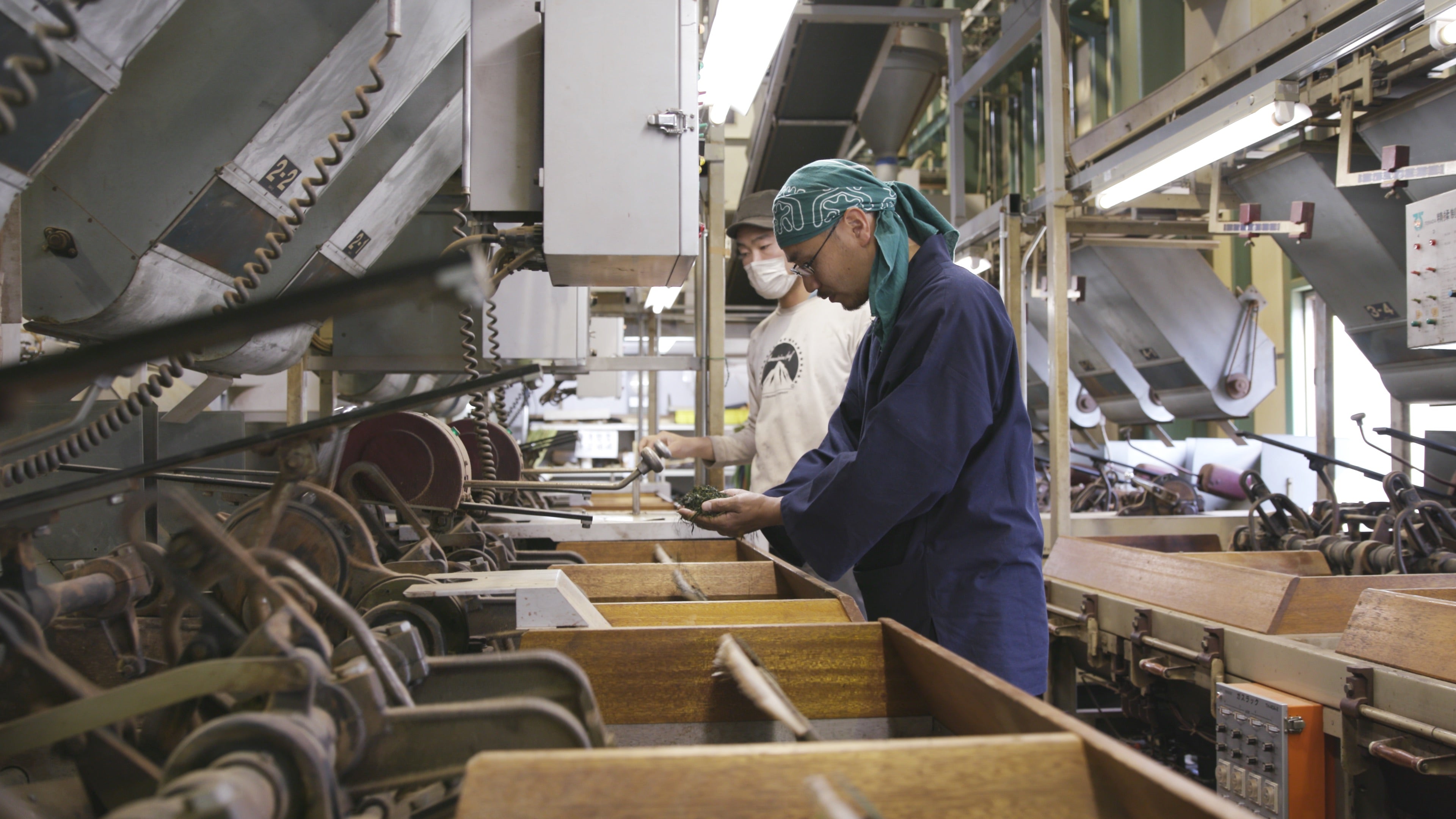 Tea Master operating machinery in his Japanese tea factory, holding a pile of tea in his hands.