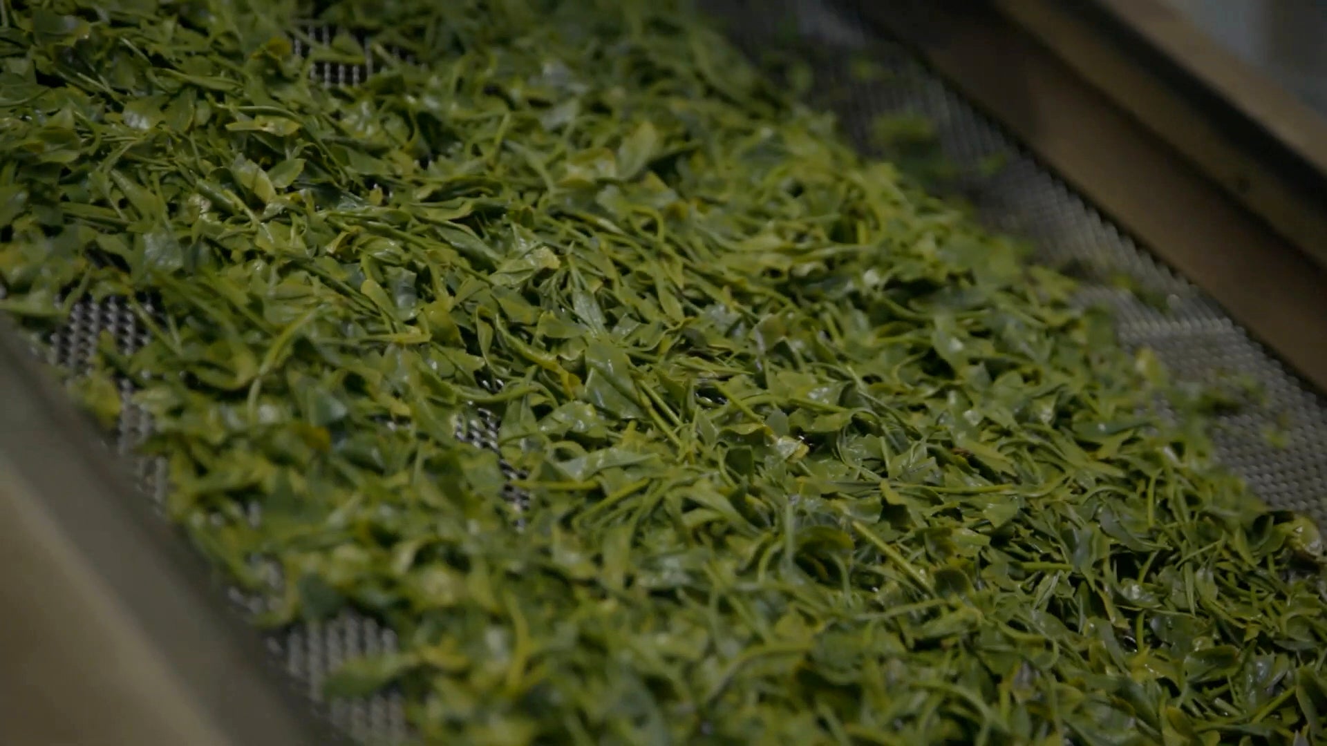 Japanese green leaf being steamed by a machine