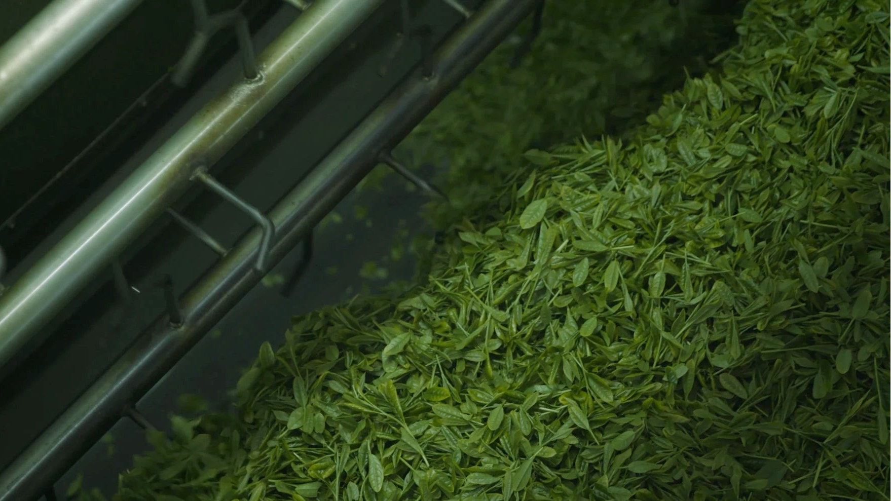 Japanese green tea freshly picked being filtered by a machine.