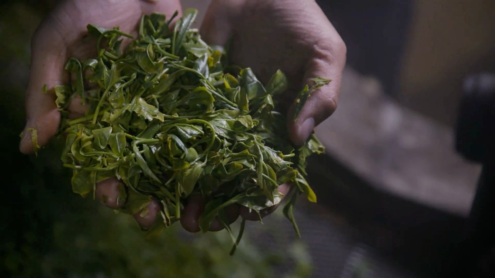 Hands holding a pile of steamed green tea leaves on top of the steamer machine