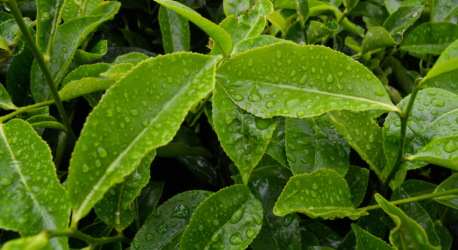 Tea Region Blog_ Kagoshima 2.jpg__PID:fa149827-d70d-46b8-8c6c-d7c342d9be94