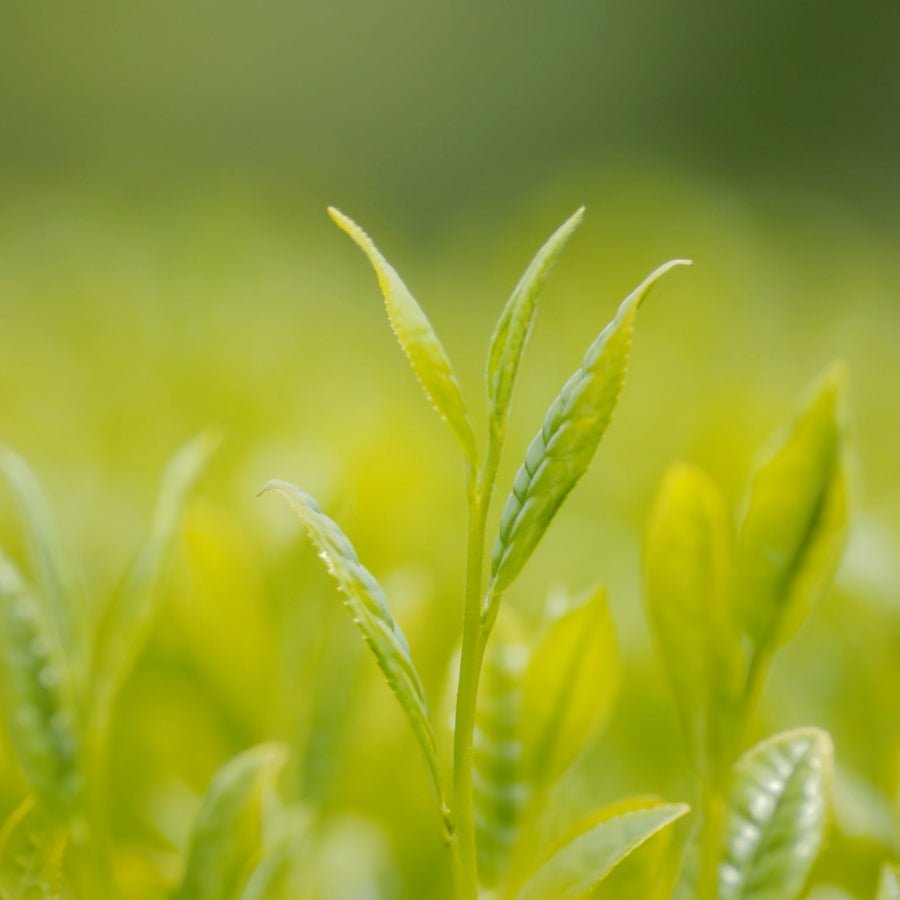 Green Tea Health Benefits - moheitea