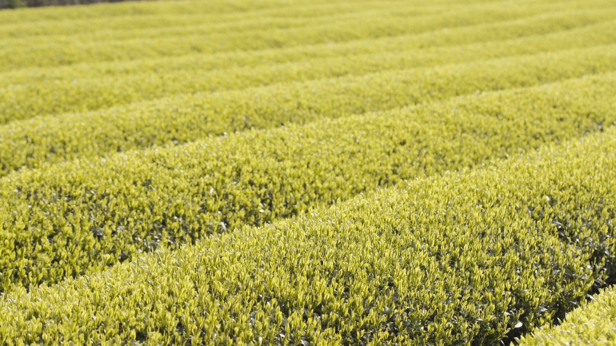 Japanese Tea - Mohei Tea