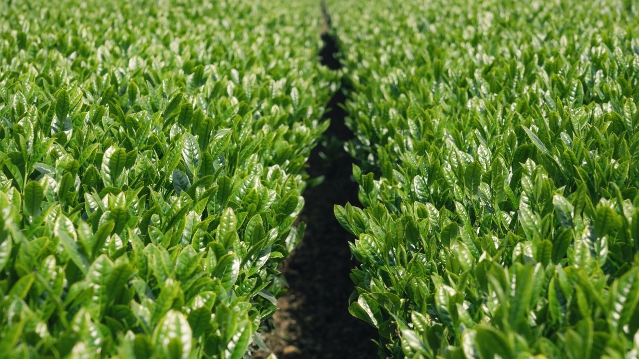Row of young tea trees.